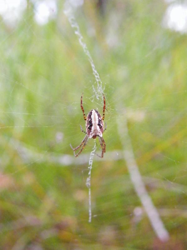 Araneus_cyphoxis_D5967_Z_84_Home Wendy Eiby_Australie.jpg